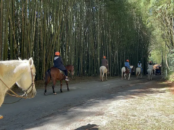 Cavalgada pelo bambuzal do hotel