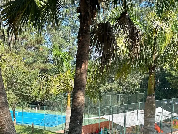 Bosque de palmeiras do hotel